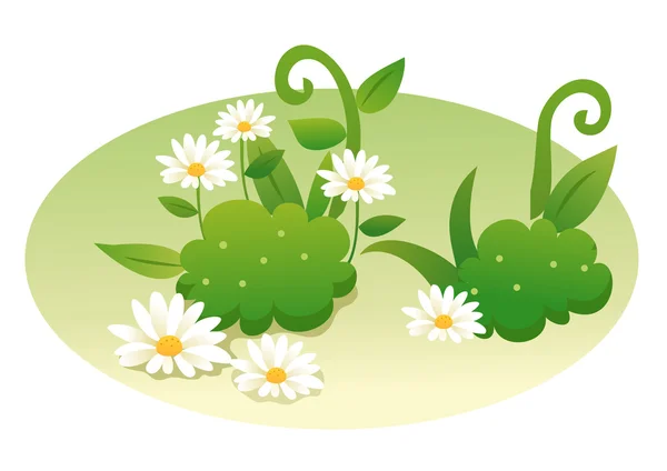 Daisy witte bloem en blad — Stockfoto