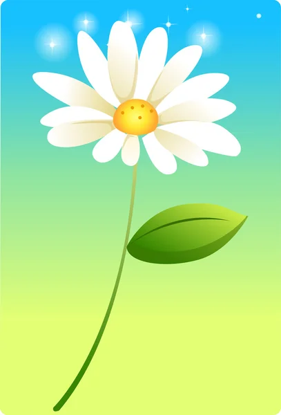 Flor de margarita blanca — Foto de Stock