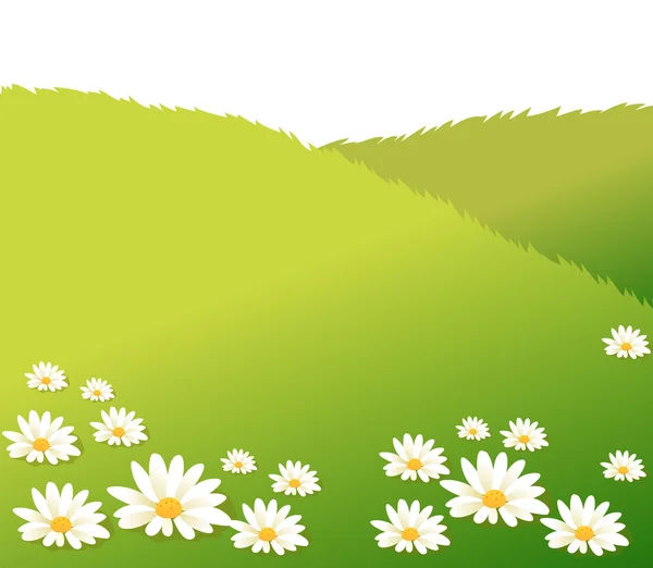 白いデイジーの花と芝生 — ストック写真