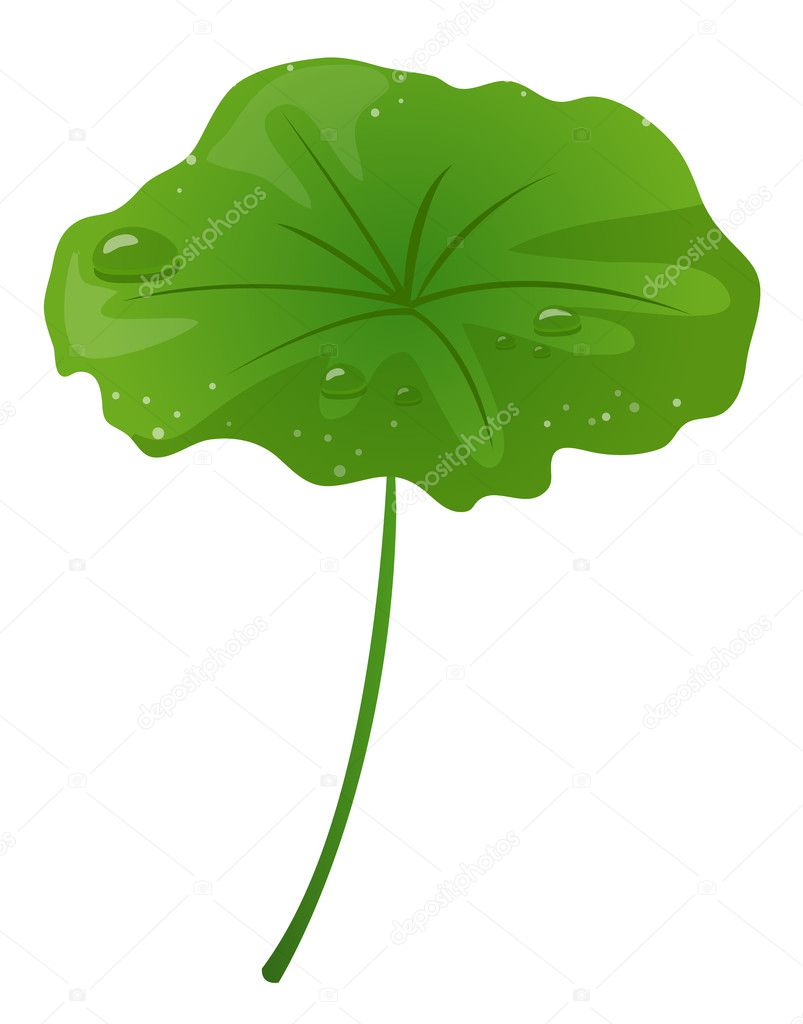 Lotus leaf and water drop — Stock Photo © realrocking 2983361