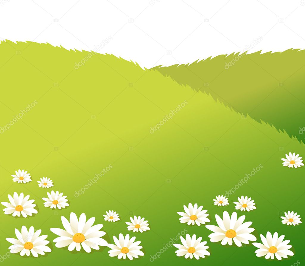 White daisy flower and lawn