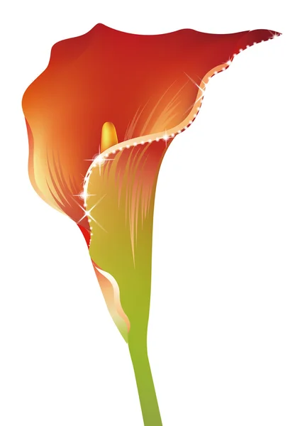 Zantedeschia flower — Stock Photo, Image