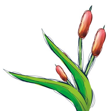 Tulip flower clipart