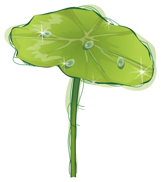 Lotus leaf and water drop — Zdjęcie stockowe
