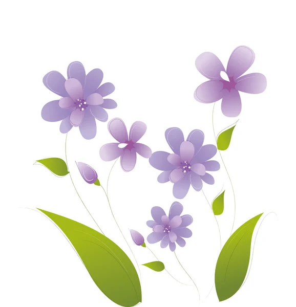 Kwiat fioletowy stokrotka — Zdjęcie stockowe