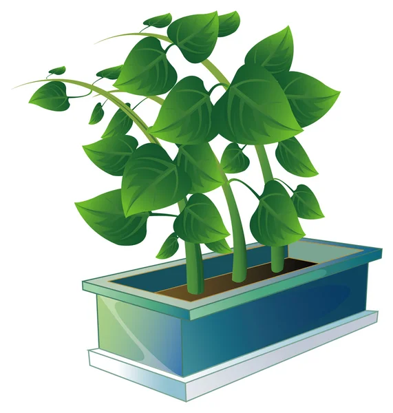 stock image Plant