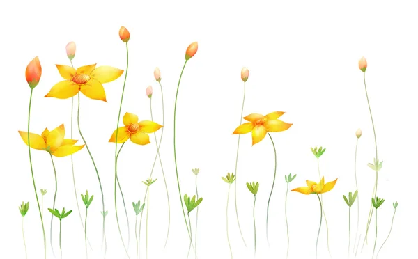 黄色の野生の花 — ストック写真