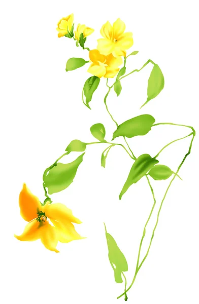 黄色的野生花卉 — 图库照片