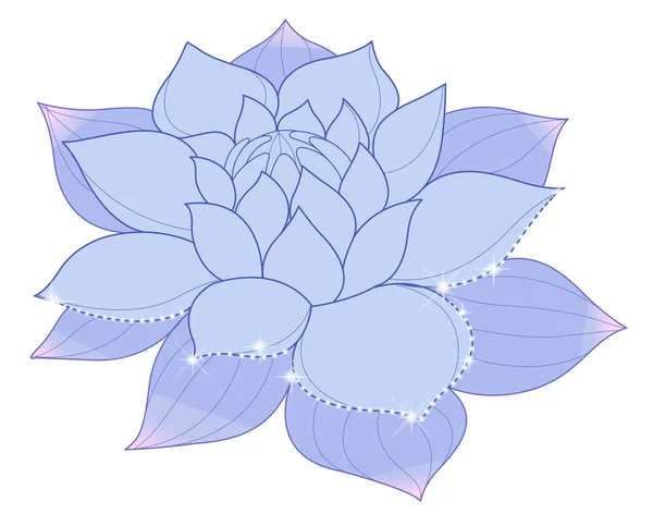 Lotus bleu — Photo
