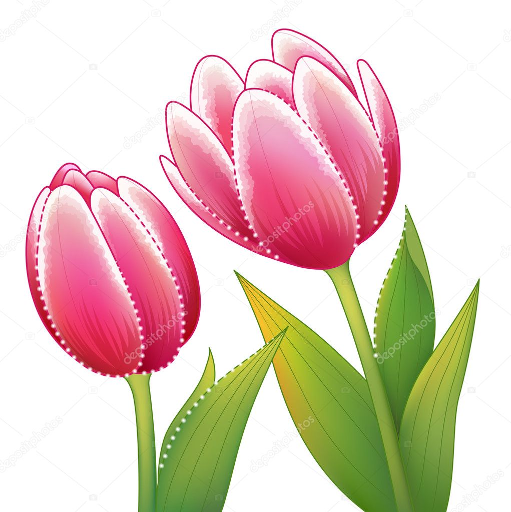 Red tulip flower with leaves