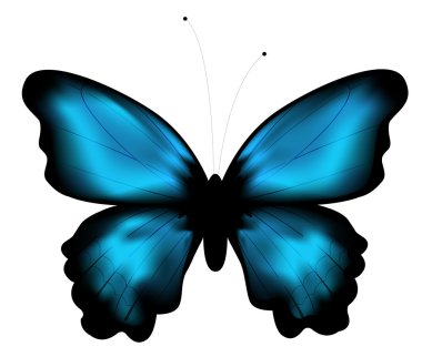 Butterfly clipart