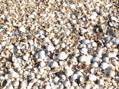 Seashells.Background.