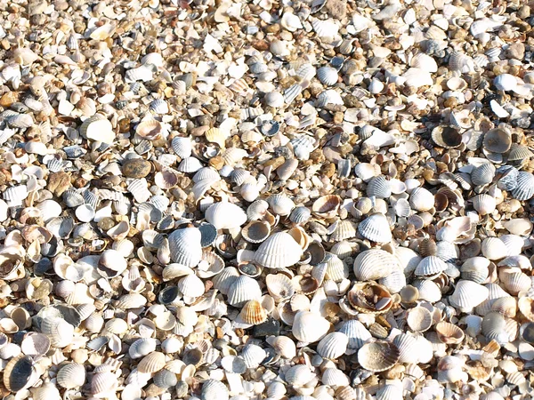 Seashells.Background. — Stockfoto