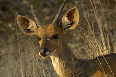 Young Limpopo bushbuck clipart