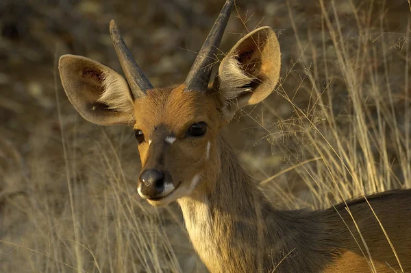Nuori Limpopo bushbuck — kuvapankkivalokuva