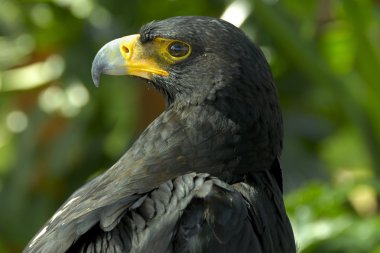 Kartal bakışı