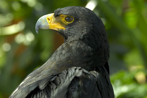 O olhar da águia — Fotografia de Stock