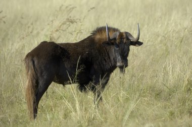 Black wildebeest, South Africa clipart