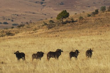 siyah wildebeest sürüsü