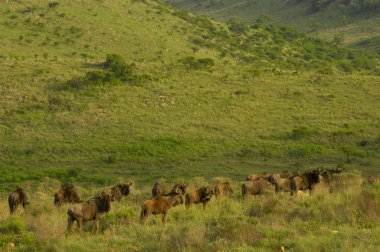 Blue wildebeest in the hills of Zululand clipart