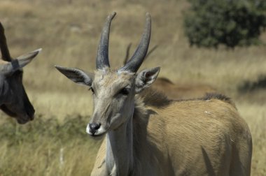 Genç cape eland