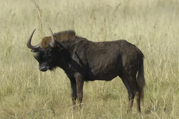 Black wildebeest — Stock Photo, Image