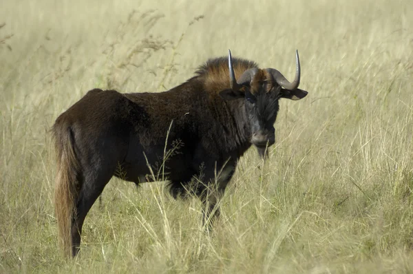 Black wildebeest, South Africa — Stock Photo, Image