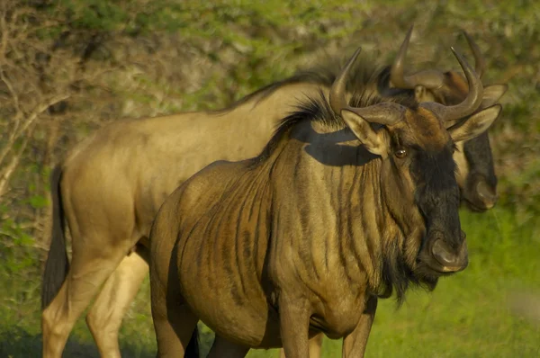 Mavi wildebeest — Stok fotoğraf