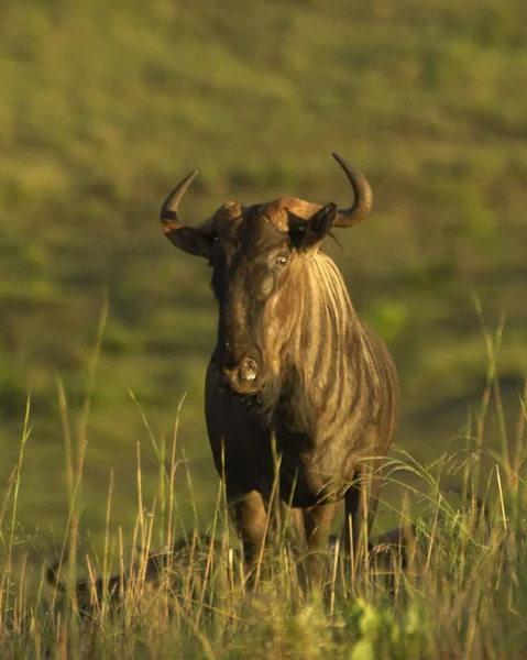 Blue wildebeest — Stock Photo, Image