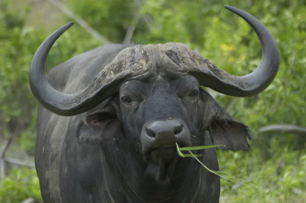 Cape Buffalo Bull — Stockfoto
