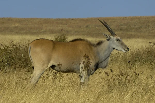 Cape eland — Stock Photo, Image
