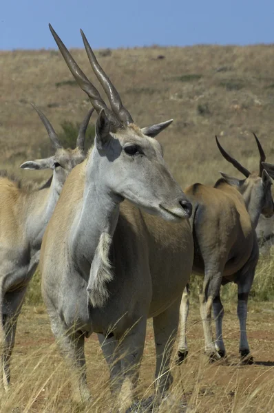 Przylądek eland — Zdjęcie stockowe