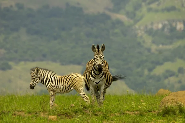 Zebra de Chapman — Fotografia de Stock