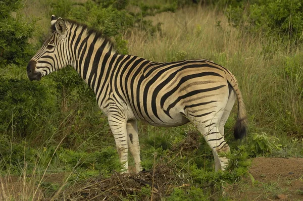 Zebra Chapmana — Zdjęcie stockowe