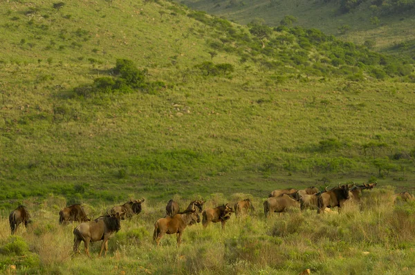 Blue wildebeest v kopcích zululand Stock Fotografie