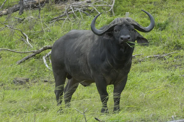 Cape Buffalo Bull Stockbild