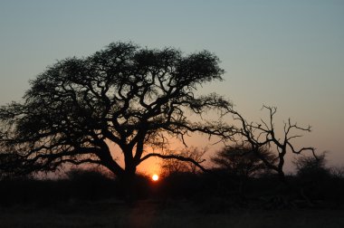 Bushveld sunrise,Limpopo, South Africa clipart