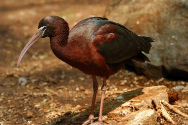 parlak Ibis