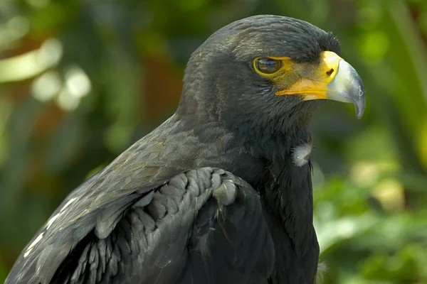 Чорний орел — стокове фото