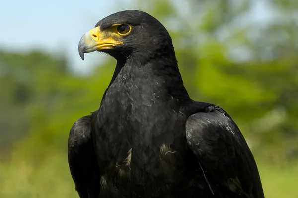 Águia negra — Fotografia de Stock