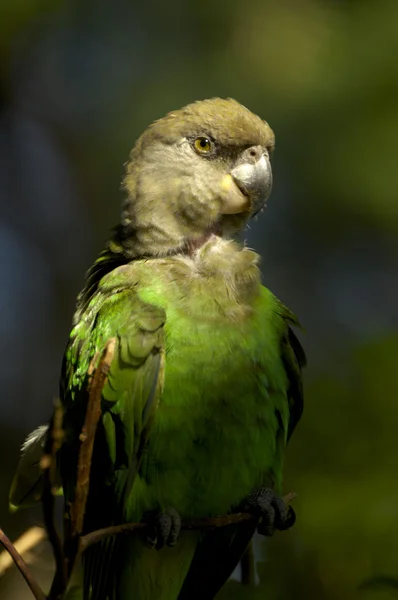 Papoušek hnědohlavý — Stock fotografie