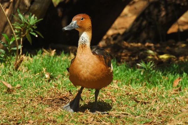 Kahverengi ıslıkçı ördek — Stok fotoğraf