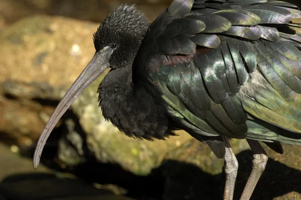 Glossy ibis — Stock Photo, Image