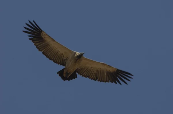 Cape vulture Stockfoto