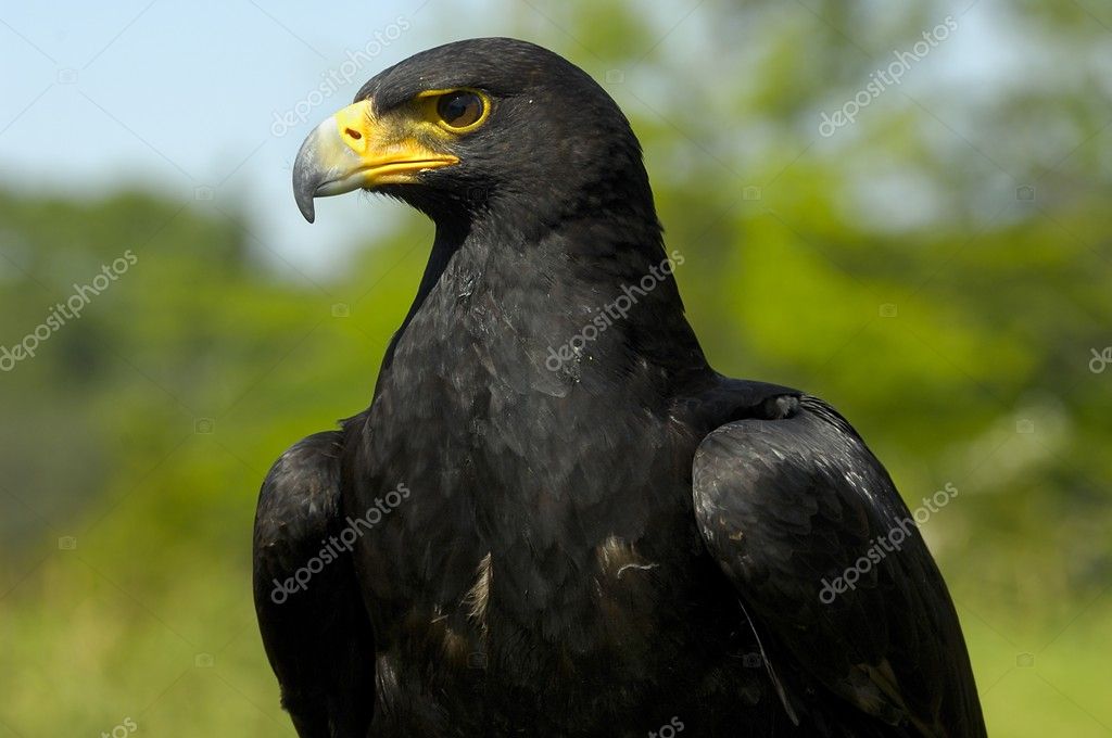 310+ Black Eagle Stock Photos, Pictures & Royalty-Free Images