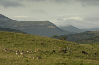 Zululand'e sahne