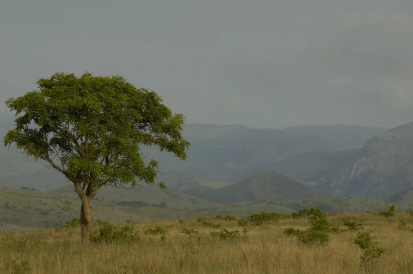 Зулуландская сцена — стоковое фото