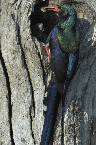 緑の木ヤツガシラ — ストック写真