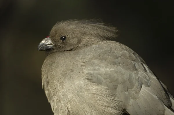 Grey go-away-bird — Stock Photo, Image