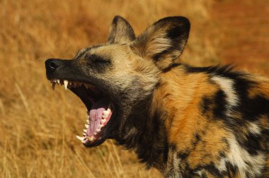 Cape wild dog clipart